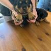 Rottweiler boys for rehoming