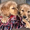 Christmas Golden Retriever puppies
