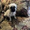 Pug,Maltese mix puppies 