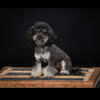 Toy Poodle Stud only 