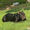 American Bully-rocky