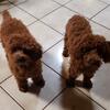 Red male miniature poodle