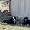 AKC Bernese Mountain Dog Puppies_CH Bloodlines