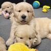Beautiful Purebred Golden Retriever puppies Ready To Go