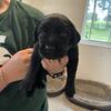 Beautiful litter of English Labrador Retrievers 
