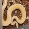 Vanilla scream,  enchi firefly male