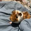 Guinea pig boys available