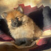 Pomeranian puppies 
