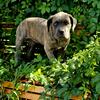Stunning rare blue Brindle female CANE CORSO ITALIAN MASTIFF 