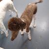 Standard poodle 