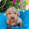 Goldendoodle puppies ready February 2025