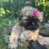 Shih Tzu puppies 