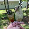 Conures for sale