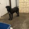 Cane Corso x Pitt Bull Mix