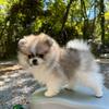 ✨ AKC Registered Pomeranian Puppy With One Year of free grooming ✨