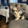 Tiny Parti Yorkies $1200 & $1500
