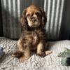 AKC American Cocker Spaniel puppies