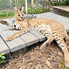 Serval Caracal Mix