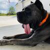 AKC ICCF Cane Corso Custodi Nos Stud