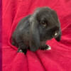 Holland lop baby rabbits for sale. 
