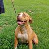 American Pitbull Terrier female available for sale