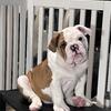English Bulldog puppies  REDUCED