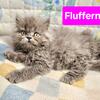 Fluffernutter ns minuet girl