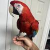 Ruby Macaw female 