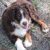 Miniature Australian Shepherd 