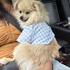 2 year old Pomeranian male for sale!