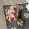 Micro Merle Male American Bully Puppy