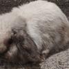 Holland Lop for sale Souderton, PA