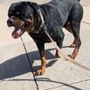 Rottweiler stud