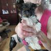 JR T CUP MALE PARTI YORKIE MALE PUPPY TEENIE TINY