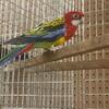 ROSELLA
