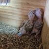 Birds baby green cheek conures 