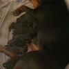 Rottweiler pups 