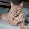Orange Mainecoon 2 years old