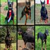 AKC registered Doberman puppies 