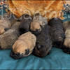 Cane Corso Puppies (Available Christmas Eve) 
