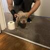 Female American bully puppy 4 months