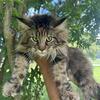 XXL Maine Coon Kittens