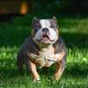 American bully