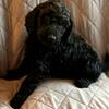 Goldendoodle puppies 