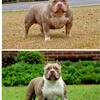 American Bully puppies