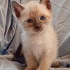 Male Siamese Seal Point Kittens 