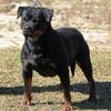 Free Foster Homes  Adult European Females Rottweiler Available