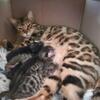Exotic Bengal Fold Kittens