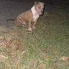 Baby pitbull for sell he is 3 months old 