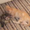 Tabby Orange and yellow and striped tabby kittens